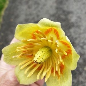 Meet your Posher, Jenny